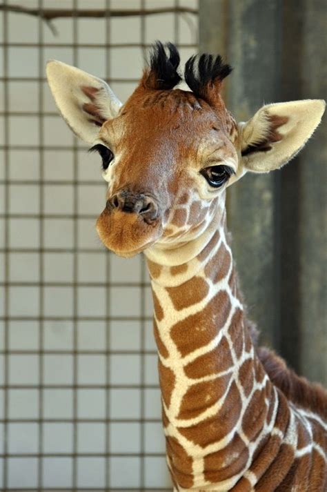 Please Say Hello To This 1-Month-Old Baby Giraffe | Animals beautiful ...