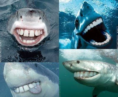 Funny Looking Sharks