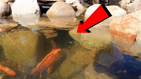 UNDERWATER FISH TUNNEL!! - YouTube