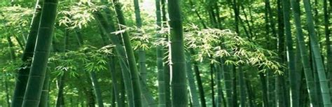 Bamboo Fiber: Processing, Manufacturing Process and Uses