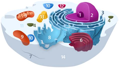 4.11: The Endomembrane System and Proteins - Vesicles and Vacuoles ...