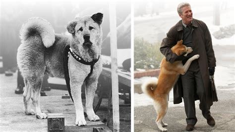 What Happened To Hachiko The Dog