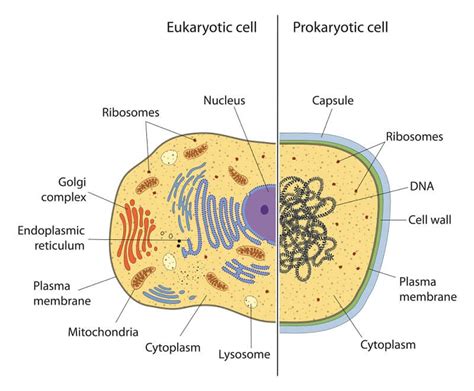 Eukaryotic Cell - The Definitive Guide | Biology Dictionary