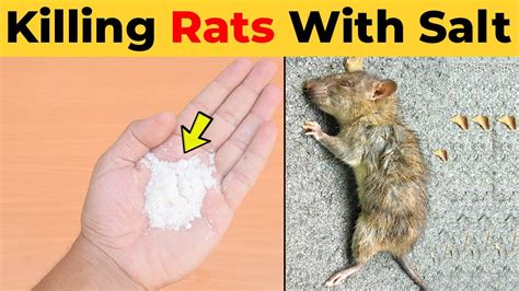 Killing Rats with Salt - What Kills Rats Instantly (Home Remedies ...