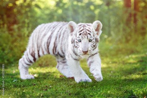 Photo & Art Print white tiger cub walking outdoors