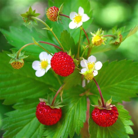 Buy alpine strawberry - woodland Fragaria vesca