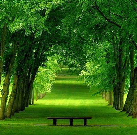 Green Park, bonito, trees, grass, greenery, HD wallpaper | Peakpx