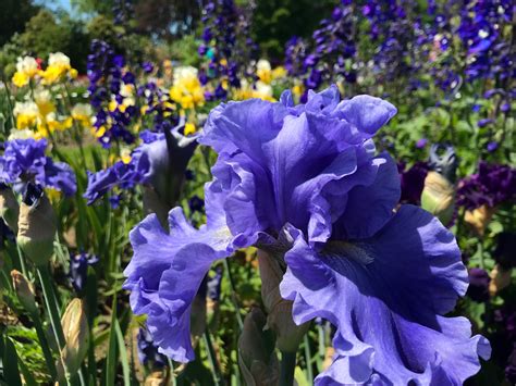 Flower Farms in Oregon you'll want to visit this year