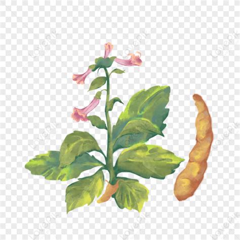 Rehmannia Glutinosa PNG Picture And Clipart Image For Free Download ...