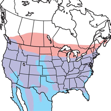 Cooper's Hawk Migration