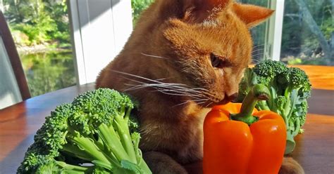 Vegetables for Cats - Our Continental Cat