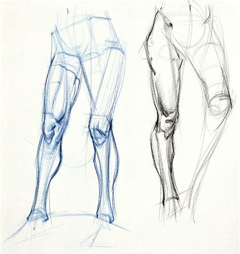 figuredrawing.info news: Additional Leg Examples