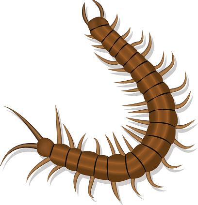 Centipede Clipart - ClipArt Best