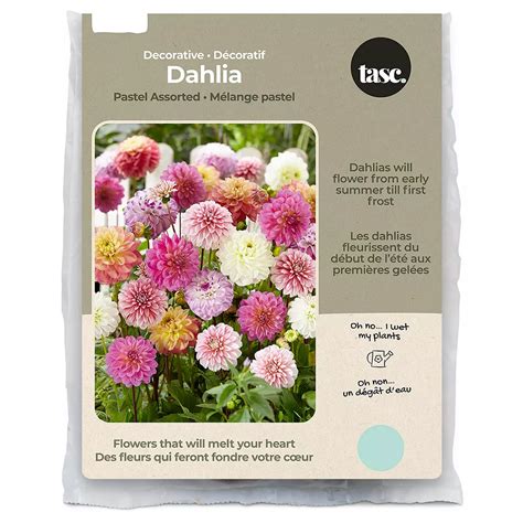 Bulbs Are Easy Dahlia Decorative Assorted 2 | The Home Depot Canada