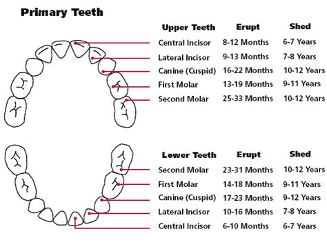 Baby and Toddler Teething Help