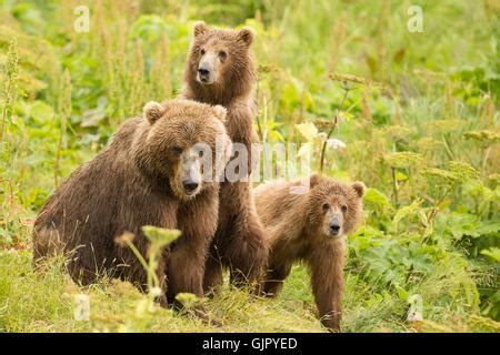 Kodiak Brown Bear cubs on Kodiak National Wildlife Refuge in Kodiak ...