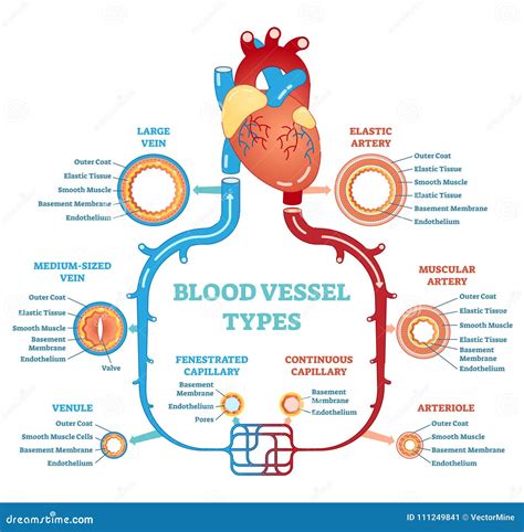 Blood Vessel Types Diagrams