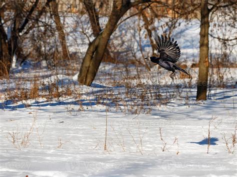 Flying black crow on a snowy background. Snow, winter city park ...