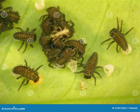 Ladybugs Larvae, Coccinellidae, Arthropoda, Coleoptera, Cucujiformia ...