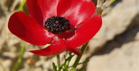 Beautiful Flowers from Palestine Mountains! – Palestine Issue Magazine