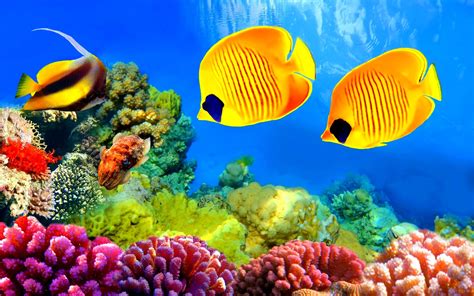 fish, Fishes, Underwater, Ocean, Sea, Sealife, Nature Wallpapers HD ...