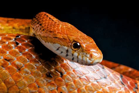 Corn Snake Care Guide - Reptile Cymru