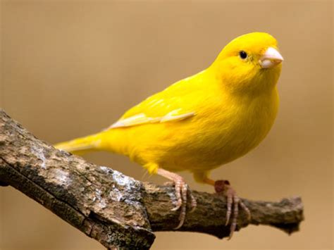 Yellow Canary Facts, Pet Care, Behavior, Diet, Price, Pictures ...