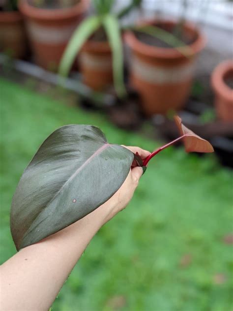 Philodendron Pink Princess Cuttings, Furniture & Home Living, Gardening ...