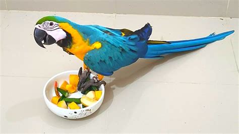 Macaw Eating Food | Blue and Gold Macaw Bird | Mickey the Macaw Bird ...