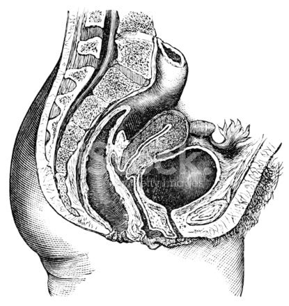 Female Anatomy Diagram Organs ~ Organs Organ Kidneys Torso 1900s Kidney ...