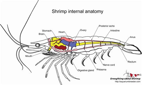 Dwarf Shrimp Internal Anatomy - Shrimp and Snail Breeder