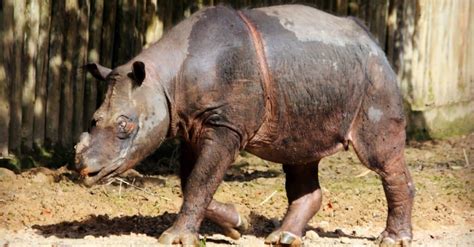 10 Rarest Animals in the World - A-Z Animals