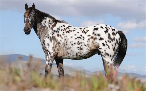 Cavalo Appaloosa | Appaloosa horses, Horse breeds, Standardbred horse