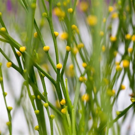 Whisk Fern (Psilotum nudum) - PictureThis