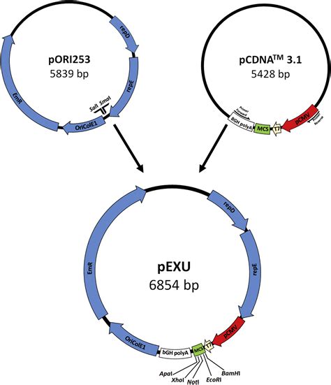 A New Broad Range Plasmid for DNA Delivery in Eukaryotic Cells Using ...