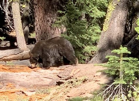 Lake Tahoe Wildlife and How to Deal with Encounters - Tahoe Report