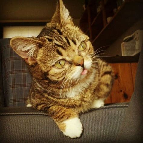 Lil Bub Cat (39 pics)