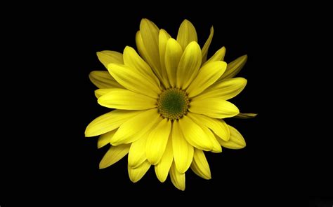 Yellow Flower Wallpapers - Wallpaper Cave