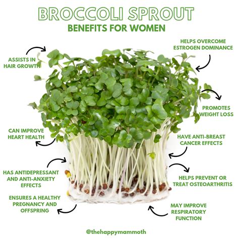 9 Broccoli Sprout Benefits For Women (#1 Food For Estrogen Dominance ...