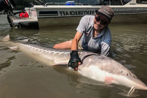 Fraser River Canada Sturgeon Fishing Article | Sportquest Holidays