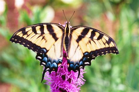 Papilionidae - swallowtail butterflies | Wildlife Journal Junior