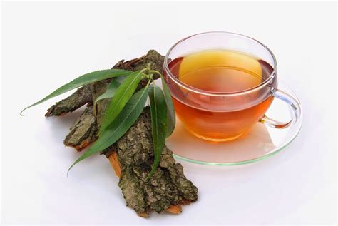 Buy Willow Bark Tea: Benefits, How to Make Side Effects