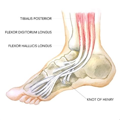 Tibialis Posterior Flexor Digitorum Longus Flexor Hallucis Longus