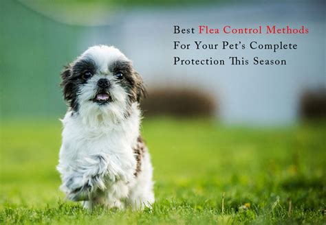 Flea Control Methods For Your Pets - PetCareSupplies Blog