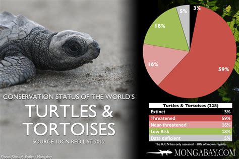 What Is The Second Most Endangered Turtle?