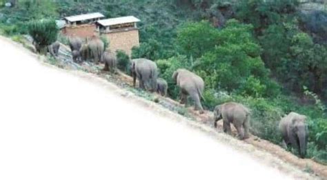 China’s herd of wandering elephants finally on their way back home ...