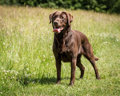 Labrador Retriever Info, Temperament, Life Span, Puppies, Pictures