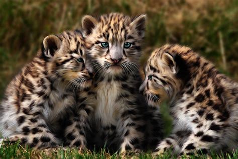 Snow Leopard Cubs - Closeup by Julie L Hoddinott