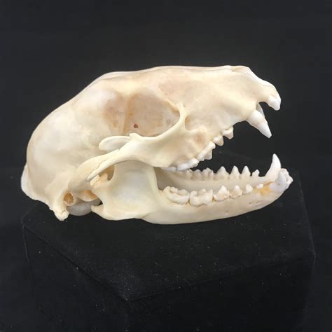 Raccoon skull, real bone. This fantastic specimen is available at natur.