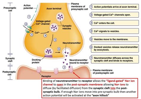 Synapses